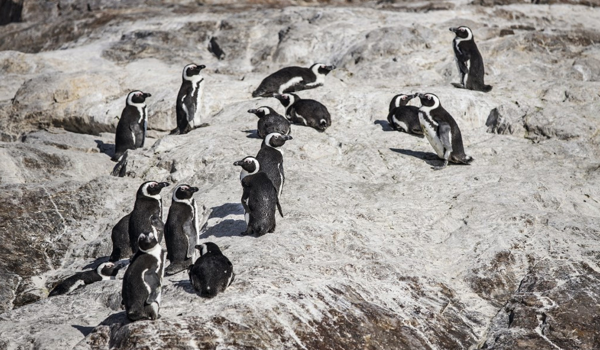 Bee swarm kills 63 endangered penguins in South Africa
